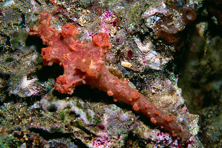 Ceratosoma moloch